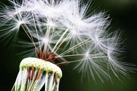 Fluorescent Flower